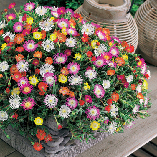 Mittagsblumen Mischung (x3) - Bakker