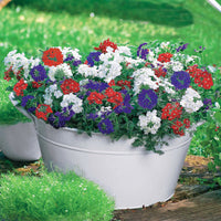 Eisenkraut Mischung (x3) - Verbena lascar ® 'red with eye','brillant white',