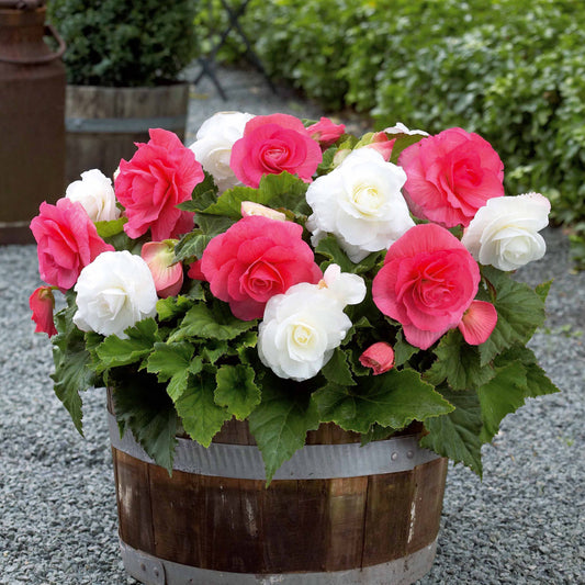 Begonien Mischung (rosa, weiß) (x6) - Begonia - Blumenzwiebeln