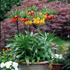 Kaiserkronen Kollektion (x3) - Fritillaria imperialis - Blumenzwiebel-pakete