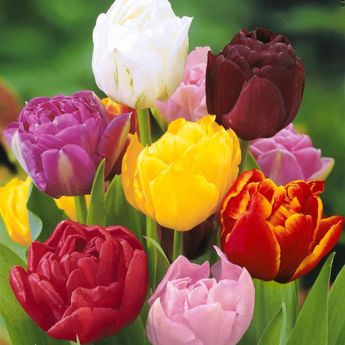 Pfingstrose Tulpen Mischung (x20) - Tulipa - Blumenzwiebeln