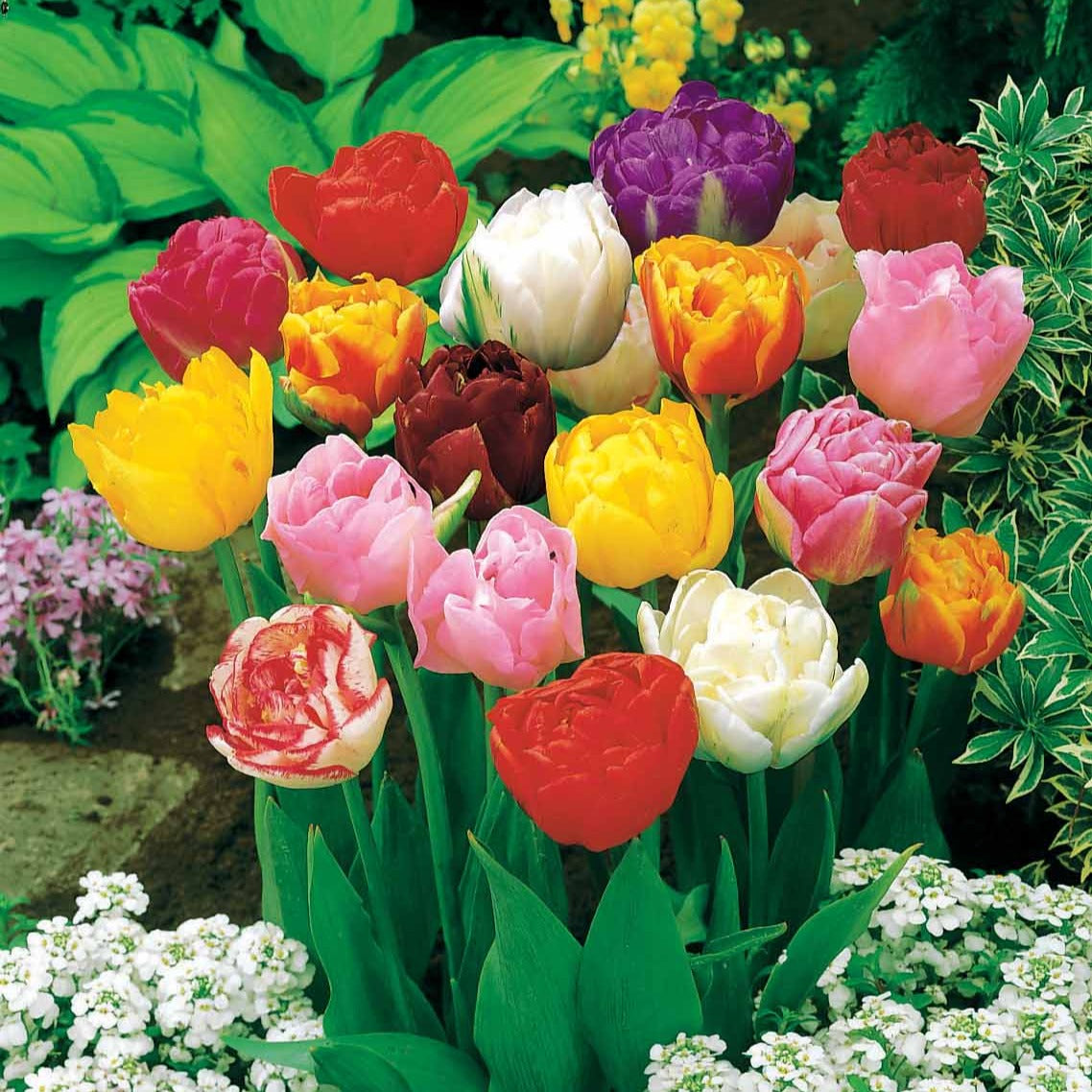 Pfingstrose Tulpen Mischung (x20) - Tulipa - Blumenzwiebeln Frühlingsblüher