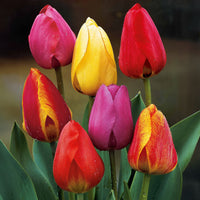 Darwin Hybride Tulpen Mischung (x40) - Tulipa x darwin - Blumenzwiebeln