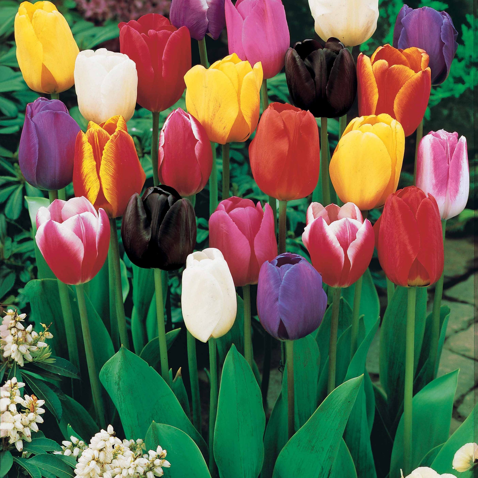 Triumph Tulpen Mischung - Tulipa - Blumenzwiebeln