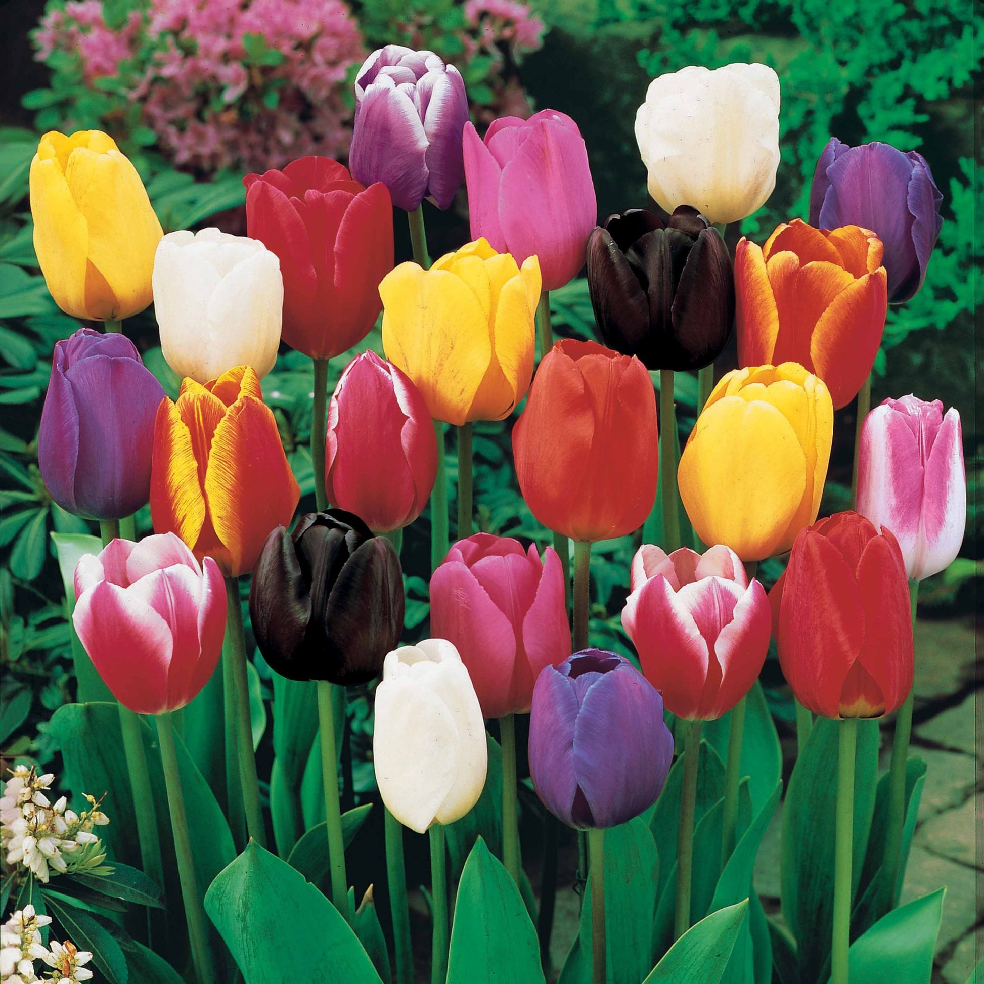 Triumph Tulpen Mischung - Tulipa - Blumenzwiebeln