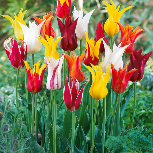 Lilienblütige Tulpen Mischung (x25) - Tulipa - Blumenzwiebeln