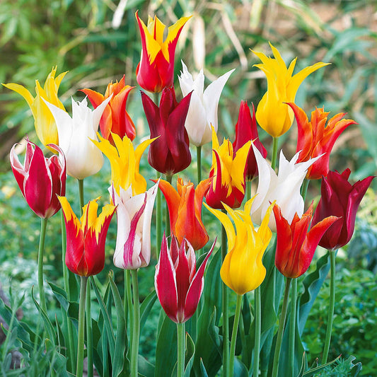 Lilienblütige Tulpen Mischung (x25) - Tulipa - Blumenzwiebeln