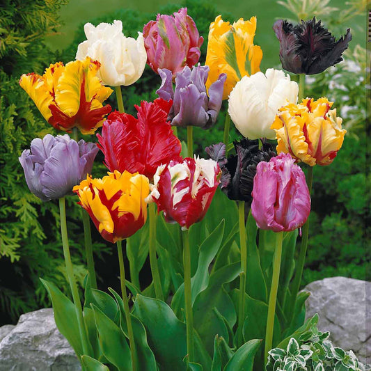 Papageien Tulpen Mischung (x20) - Tulipa - Blumenzwiebeln Frühlingsblüher