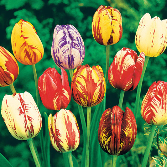 Geflammte Tulpen Mischung - Tulipa - Blumenzwiebeln
