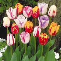 Geflammte Tulpen Mischung (x20) - Tulipa