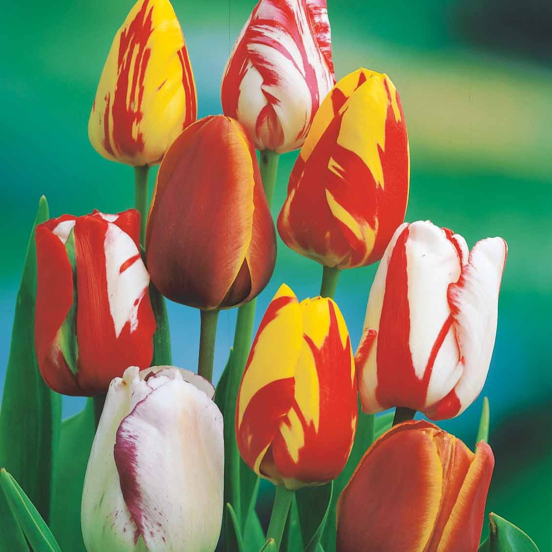 Geflammte Tulpen Mischung (x20) - Tulipa - Blumenzwiebeln