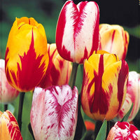 Geflammte Tulpen Mischung (x20) - Tulipa - Blumenzwiebeln Frühlingsblüher