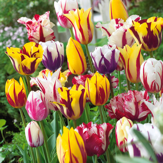 Geflammte Tulpen Mischung (x20) - Bakker