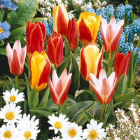 Tulpen 3-Monats-Kollektion (x60) - Tulipa - Blumenzwiebeln