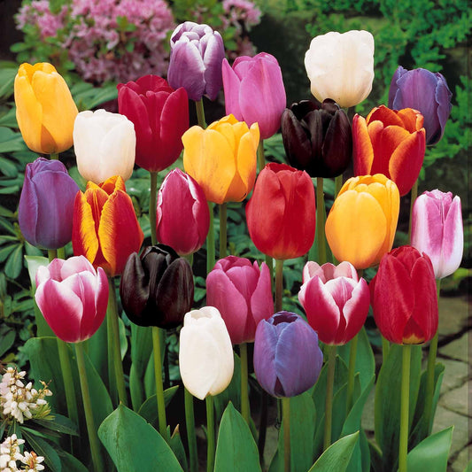 Tulpen 3-Monats-Kollektion - Tulipa - Blumenzwiebeln