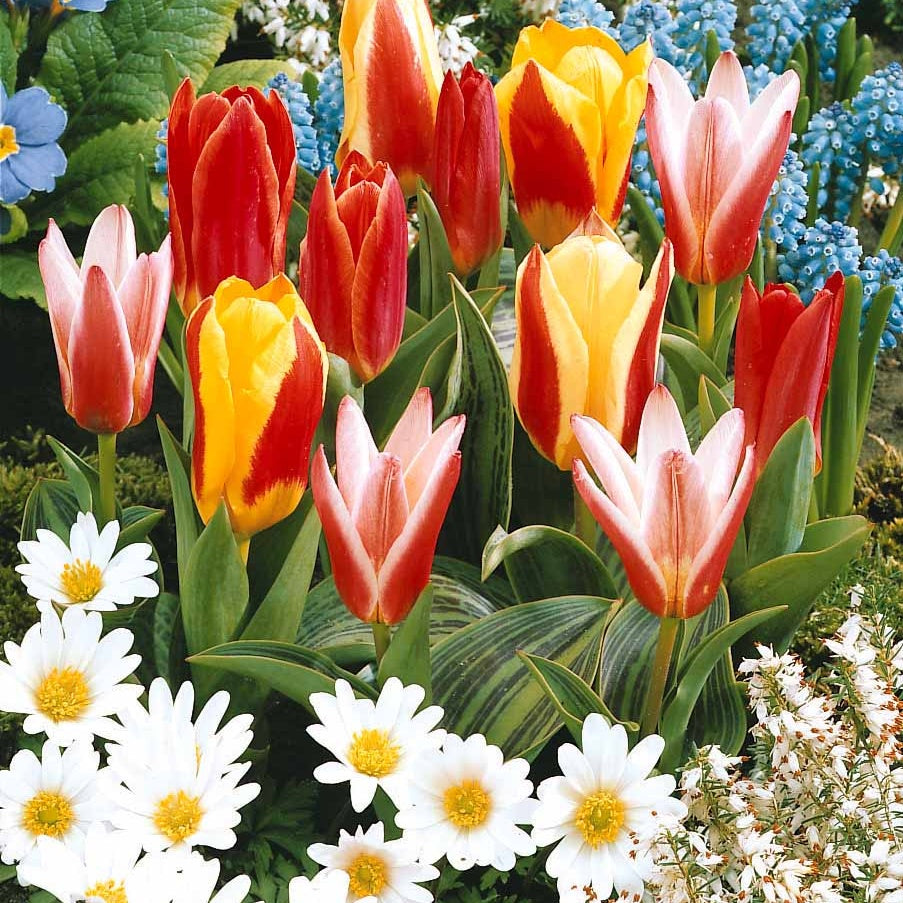 Pfauentulpen Mischung (x20) - Tulipa kaufmanniana - Blumenzwiebeln