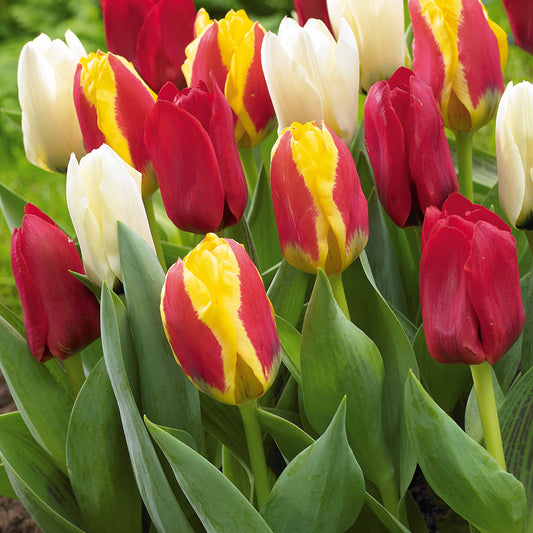 Pfauentulpen Mischung (x20) - Tulipa kaufmanniana - Blumenzwiebeln Frühlingsblüher