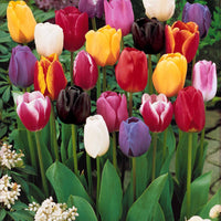 Einfache Späte Tulpen Mischung (x20) - Tulipa - Blumenzwiebeln