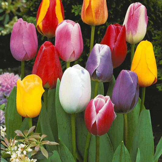 Einfache Späte Tulpen Mischung (x20) - Tulipa - Blumenzwiebeln Frühlingsblüher