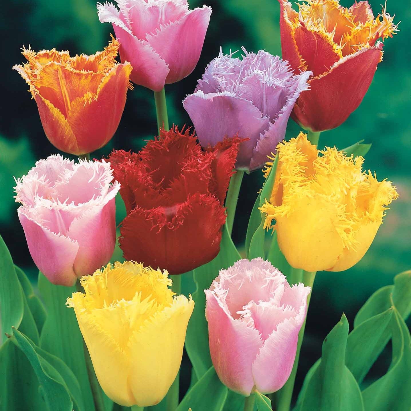 Gefranste Tulpen Mischung (x20) - Tulipa crispa - Blumenzwiebeln