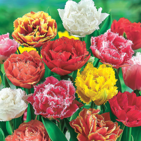 Gefranste Tulpen Mischung (x20) - Bakker