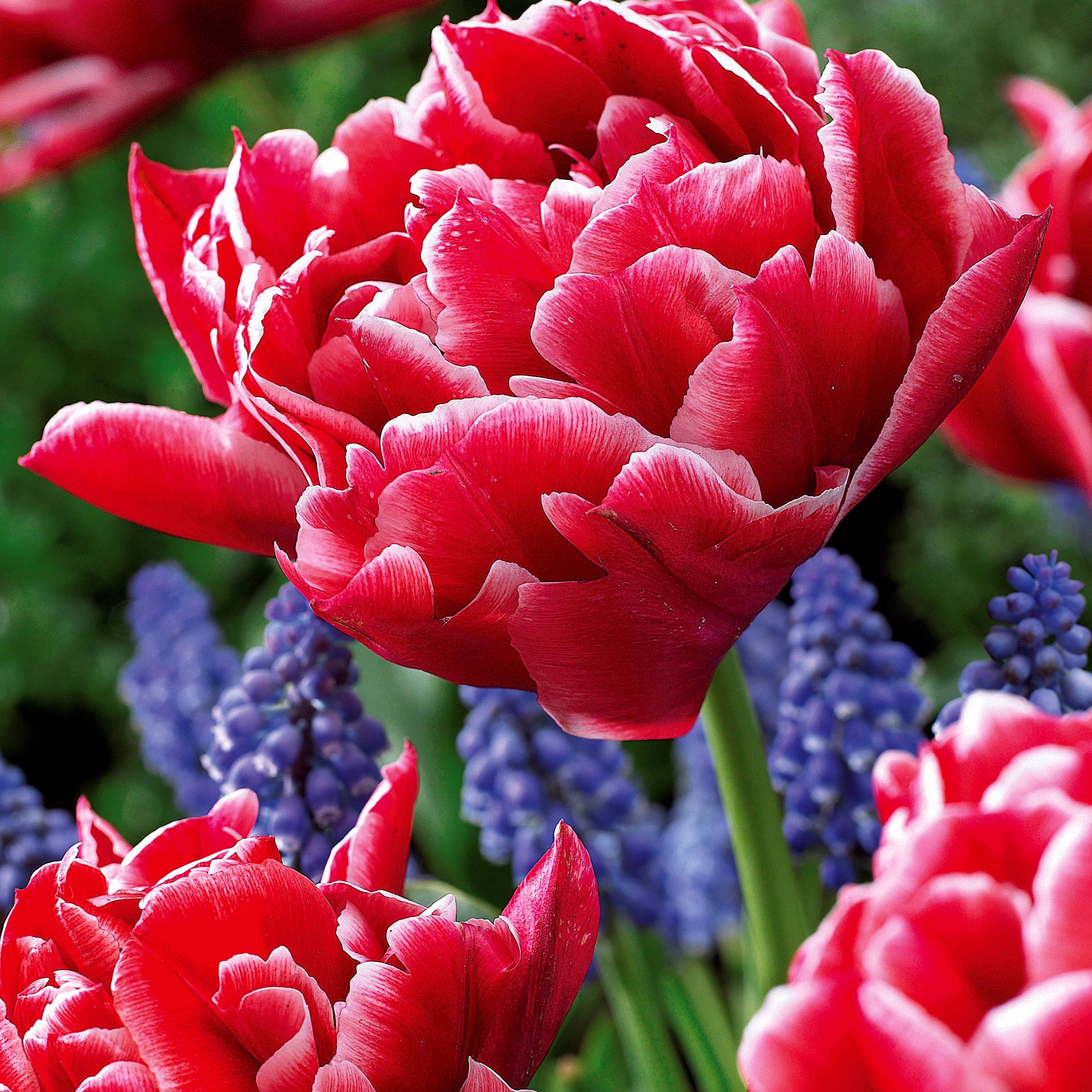 Tulpen frühblühende Murillo-Mischung (x30) - Tulipa murillo 'willemsoord' 'willem van orange' ' - Blumenzwiebeln Frühlingsblüher
