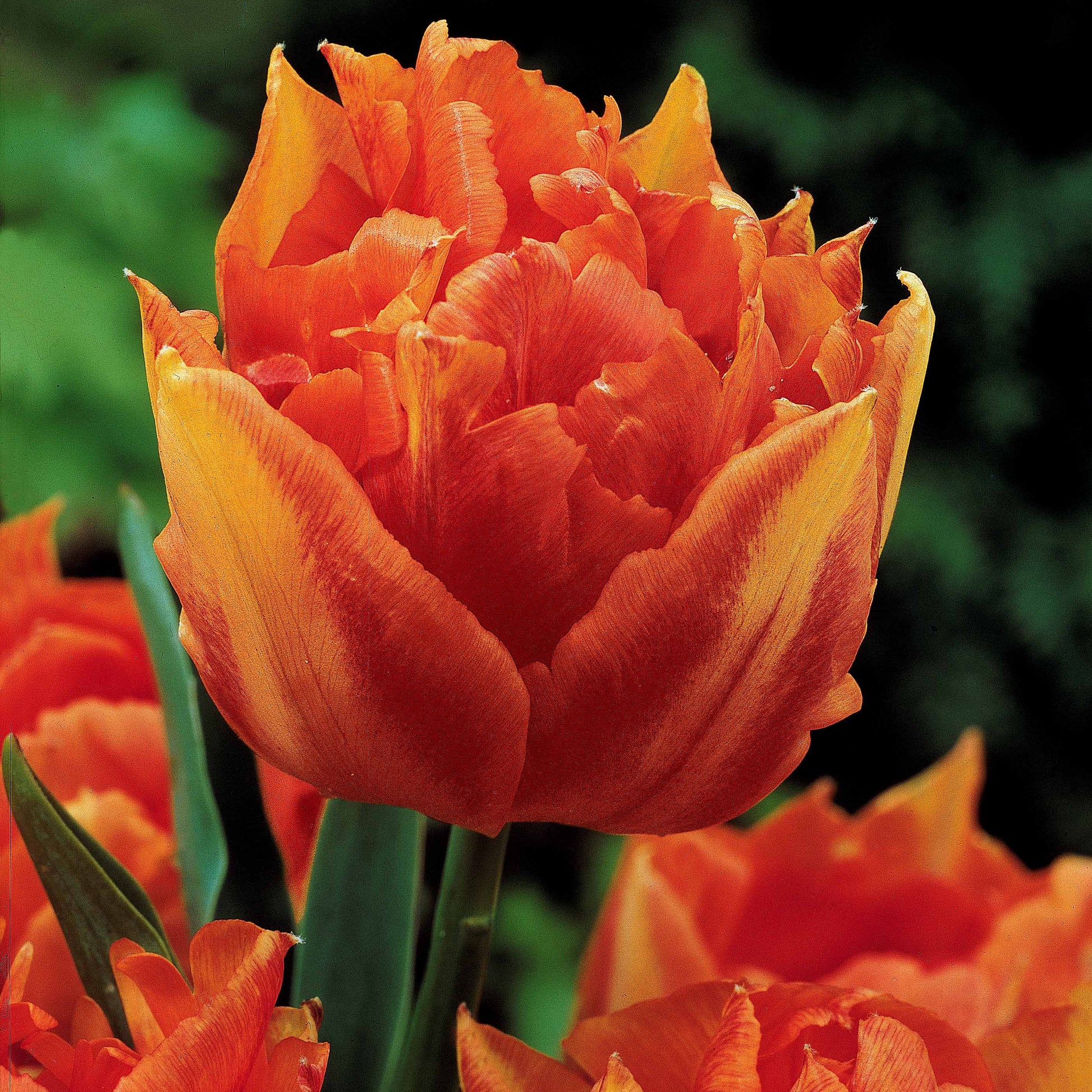 Tulpen frühblühende Murillo-Mischung (x30) - Tulipa murillo 'willemsoord' 'willem van orange' ' - Tulpen