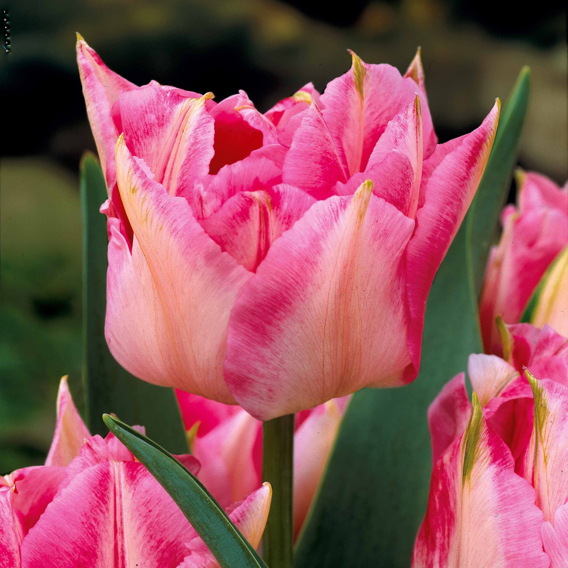 Tulpen frühblühende Murillo-Mischung (x30) - Tulipa murillo 'willemsoord' 'willem van orange' '