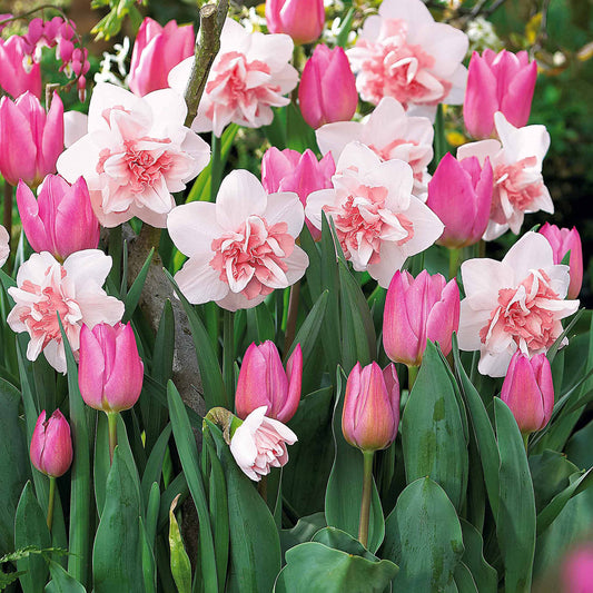 5 Narzissen Replète + 10 Tulpen Evening Breeze - Narcissus replete , tulipa evening breeze - Blumenzwiebeln Frühlingsblüher