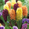 Hyazinthen Kollektion: 'Gipsy Queen' + 'Woodstock' + 'City of Haarlem' (x9) - Hyacinthus orientalis 'gipsy queen', 'woodstock', - Blumenzwiebeln