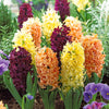 Hyazinthen Kollektion: 'Gipsy Queen' + 'Woodstock' + 'City of Haarlem' (x9) - Hyacinthus orientalis 'gipsy queen', 'woodstock', - Blumenzwiebeln