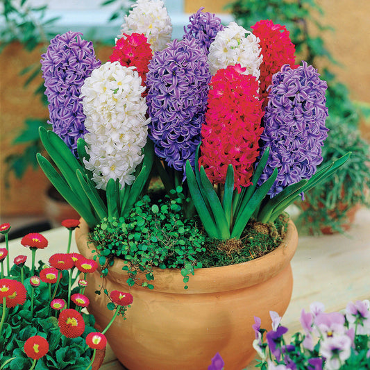 Hyazinthen Kollektion: 'Ostara' + 'Jan Bos' + 'Carnegie' (x9) - Bakker