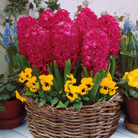 Hyazinthen Kollektion: 'Ostara' + 'Jan Bos' + 'Carnegie' (x9) - Hyacinthus orientalis 'ostara', 'jan bos', 'carneg - Blumenzwiebeln Frühlingsblüher