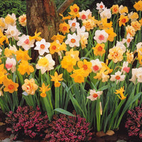 Narzissen Mischung - Narcissus - Blumenzwiebeln Frühlingsblüher