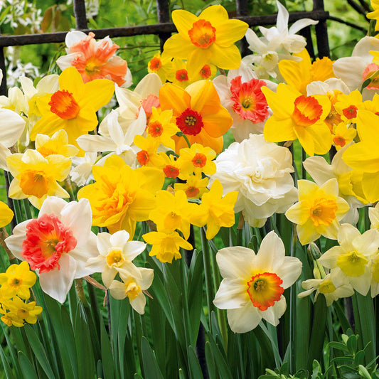 Narzissen Mischung - Bakker
