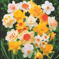 Narzissen Mischung - Narcissus - Blumenzwiebeln