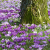 Großblumige Krokusse Mischung - Crocus vernus - Krokusse