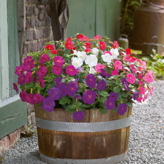 Schiefteller Mischung (x10) - Bakker