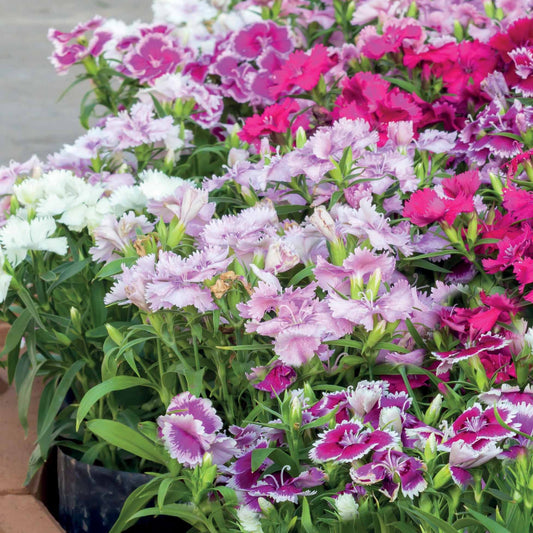 Poetennelken in einer Mischung (x3) - Dianthus barbatus - Terrasse balkon