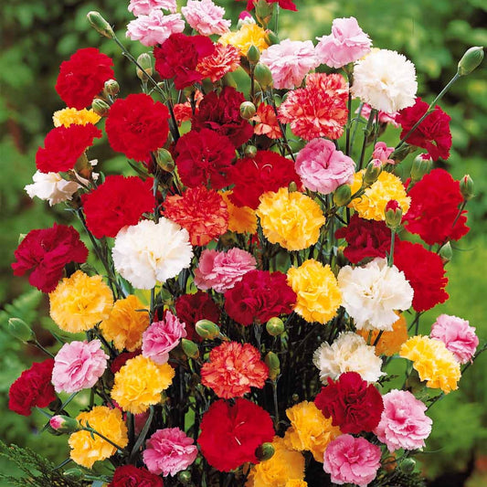 Gartennelken Triumph Mischung (x6) - Bakker