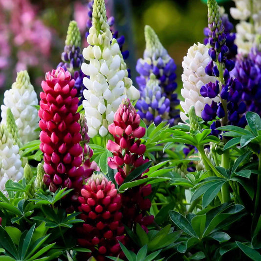 Lupinen Russel Mischung (x5) - Lupinus hybrid russell - Sträucher und Stauden