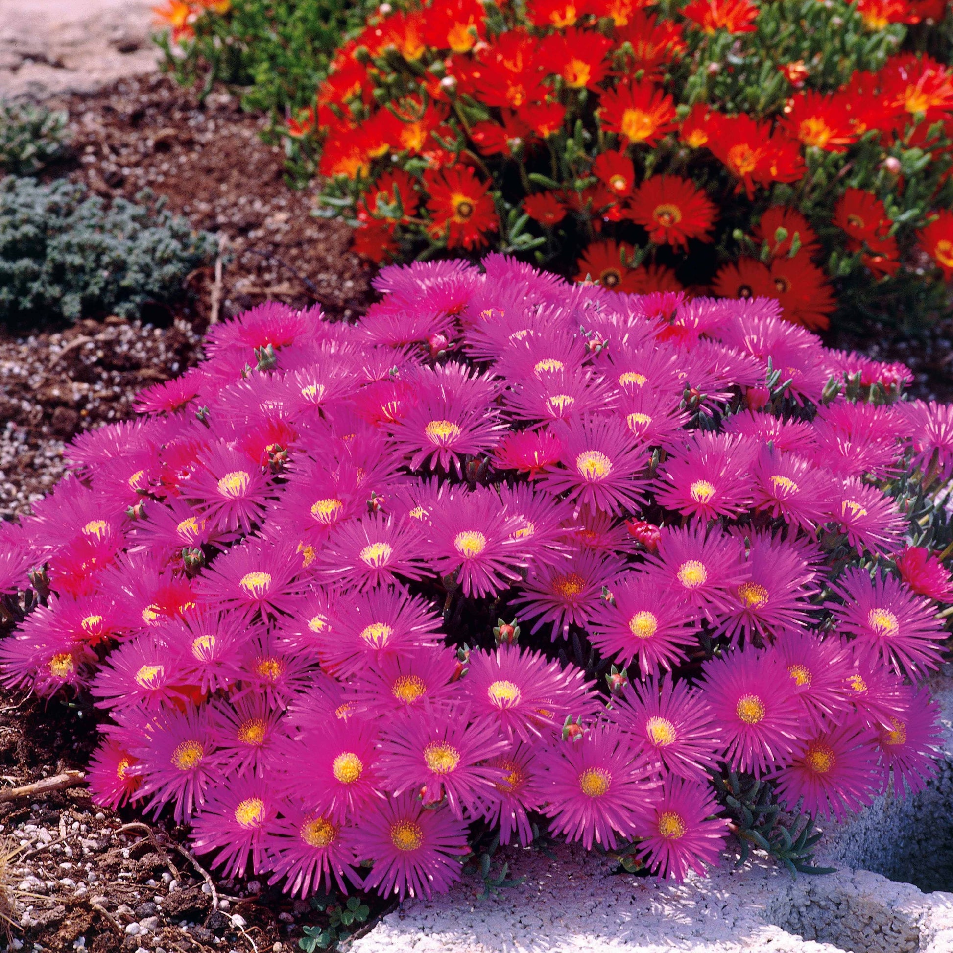 Sammlung von 6 Ficoiden (gelbe + violette + rote) (x 6) - Lampranthus aurantiacus - Sträucher und Stauden