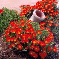 Sammlung von 6 Ficoiden (gelbe + violette + rote) (x 6) - Lampranthus aurantiacus - Stauden