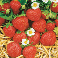Sammlung 6 Monate Erdbeeren: Mara des Bois, Maestro, Gariguette. (x60) - Fragaria 'mara des bois', 'maestro', 'gariguette' - Obst