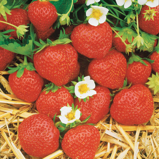 Sammlung 6 Monate Erdbeeren: Mara des Bois, Maestro, Gariguette. (x60) - Bakker