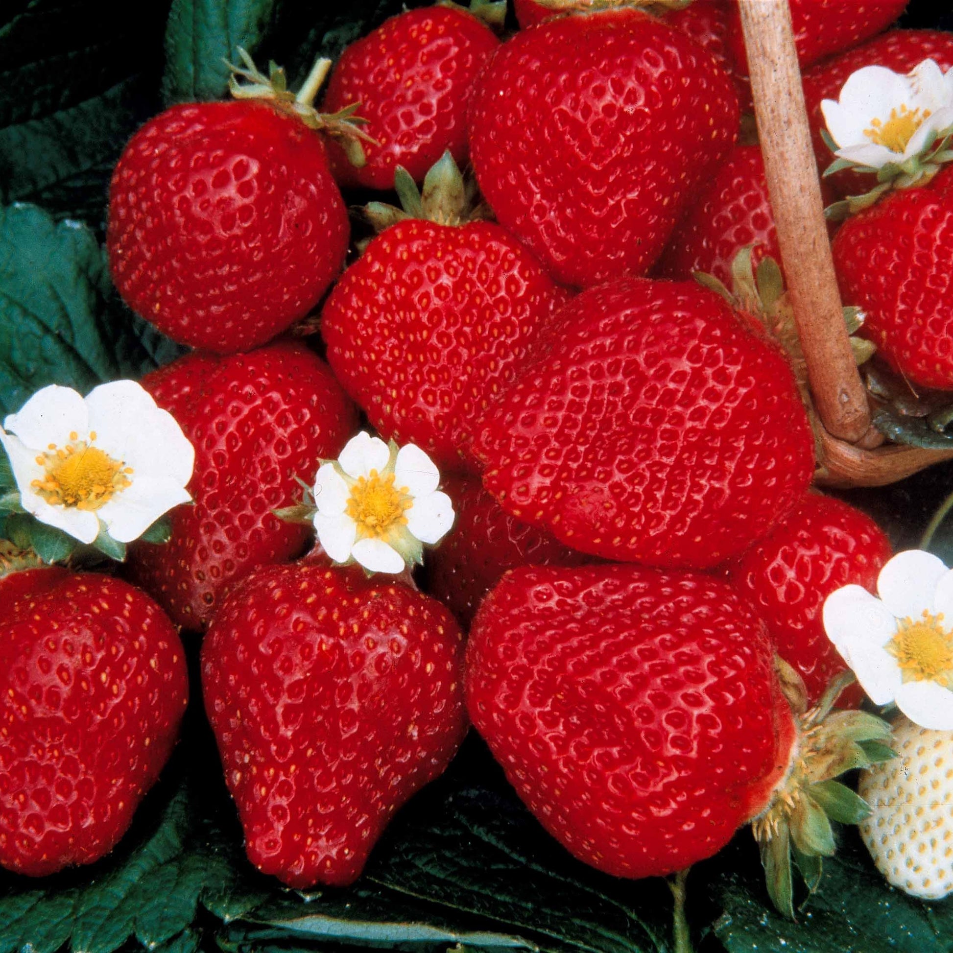 Sammlung 6 Monate Erdbeeren: Mara des Bois, Maestro, Gariguette. (x60) - Fragaria 'mara des bois', 'maestro', 'gariguette' - Kleine Obstbäume