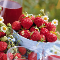 Sammlung 6 Monate Erdbeeren: Savoureuse de Willemse, Mara des Bois, Gariguette. (x60) - Fragaria la savoureuse de willemse cov ma48, mara - Obst