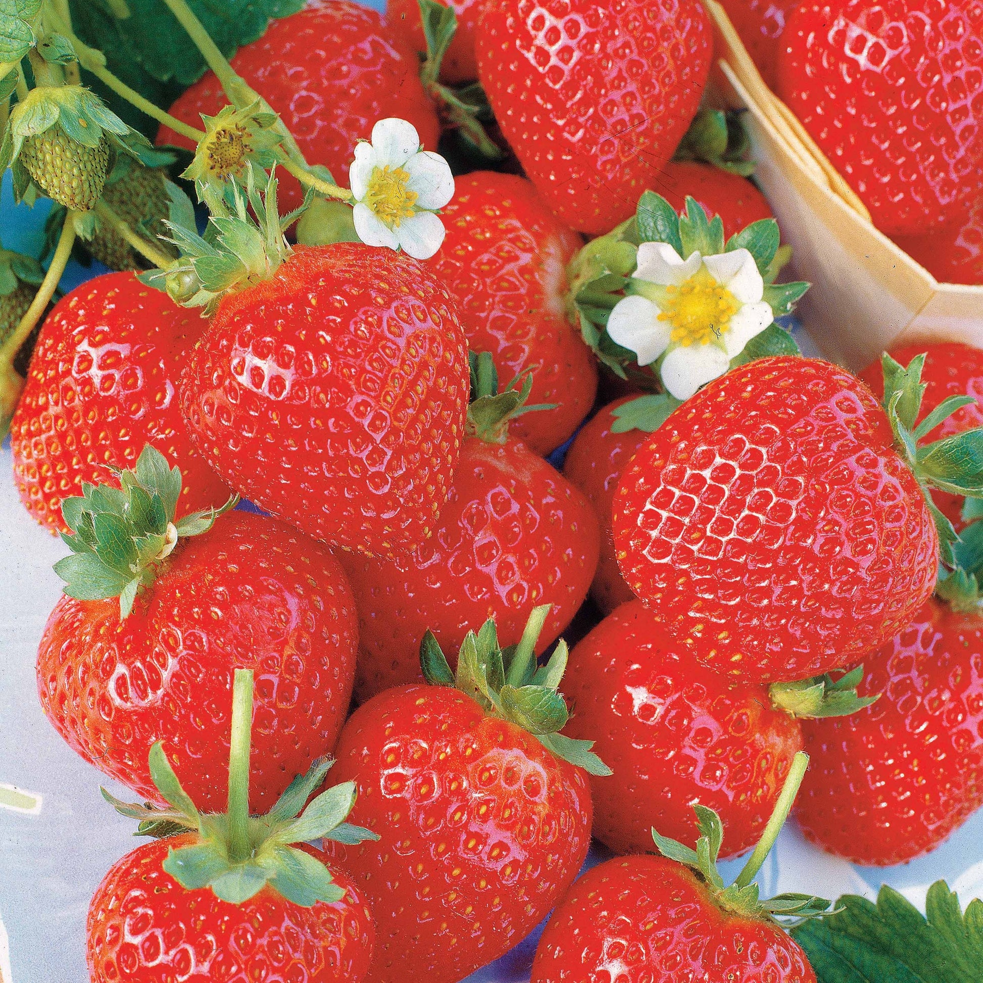Sammlung 6 Monate Erdbeeren: Savoureuse de Willemse, Mara des Bois, Gariguette. (x60) - Fragaria la savoureuse de willemse cov ma48, mara - Erdbeeren