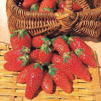 Sammlung 6 Monate Erdbeeren: Savoureuse de Willemse, Mara des Bois, Gariguette. (x60) - Fragaria la savoureuse de willemse cov ma48, mara - Kleine Obstbäume