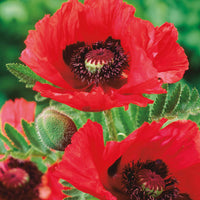 Klatschmohn (x3) - Papaver orientale watermelon - Gartenpflanzen